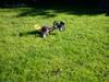Buggy marder solgt