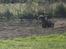 Bil FG Baja Buggy 