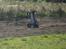 Bil FG Baja Buggy 