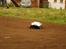 Buggy Hpi Baja 5T. (SOLGT)