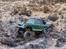 Off-Roader Axial AX-10