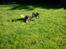 Buggy marder solgt
