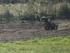 Bil FG Baja Buggy 