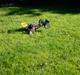 Buggy marder solgt