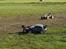 Bil FG Baja Buggy 4WD
