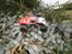 Off-Roader hpi e-firestorm 10t