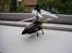Helikopter phoenix