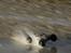 Off-Roader e revo 1.16 Brushless