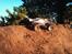 Off-Roader Mugen mbx6t bl *SOLGT*