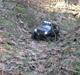 Off-Roader Axial SCX10 Ford F350