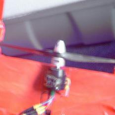 Fly vinge (fjergfis) solgt