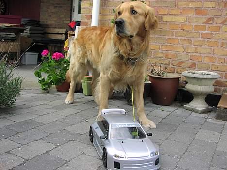 Bil Renault Clio billede 2