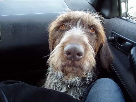 Off-Roader nikko billede 1