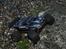 Off-Roader E-Revo VXL (1:16)