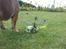 Helikopter Esky Lama V3