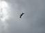 Fly Parkzone Ultra Micro P-51D Mustang - Masser af power! 