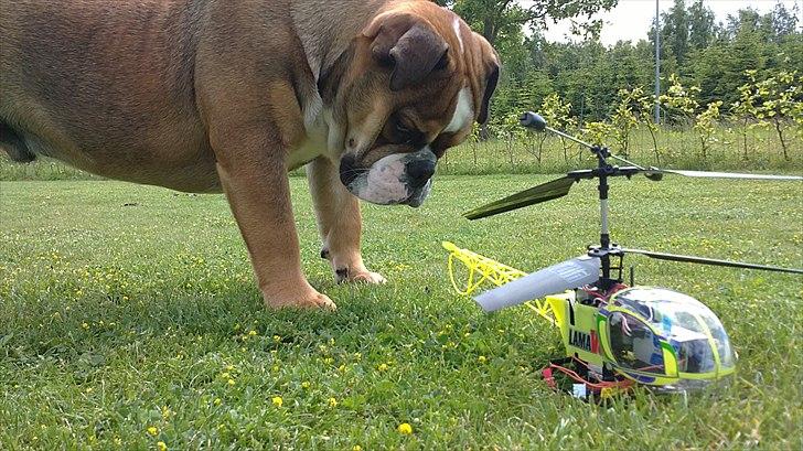 Helikopter Esky Lama V3 billede 11