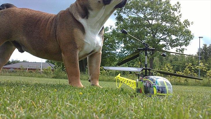 Helikopter Esky Lama V3 billede 12