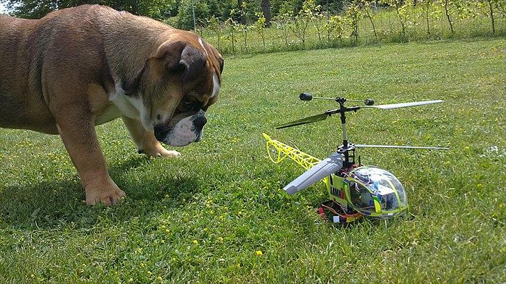 Helikopter Esky Lama V3 billede 13