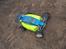 Buggy Elcon Cleon 08'