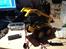 Maskiner Bruder Caterpillar Bobcat 246c 