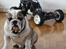 Off-Roader FG Beetle - Som i kan se gik hunden en smule i vejen da der skulle tages billeder ;-)