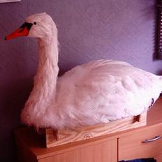 Båd Svane (selvbyg)