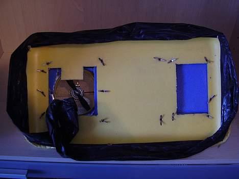 Båd GH-2 RC, Hovercraft - Bunden billede 4