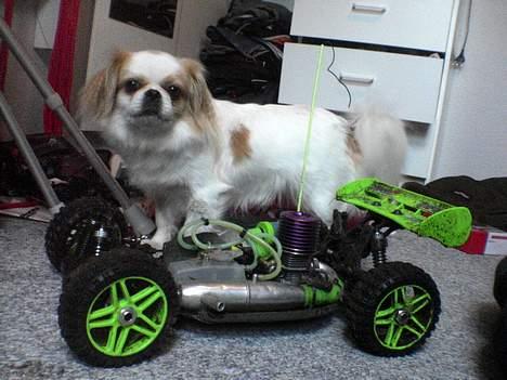Buggy Hobao Hyper 7 | Sælges |  - efter ´cruisen´ i både vådt græs og skov, og hund i baggrunden  billede 8