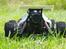 Buggy FG Baja 2WD