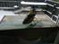 Helikopter E-flite Blade Nano CP X