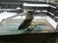 Helikopter E-flite Blade Nano CP X