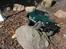 Off-Roader Axial SCX 10 Hilux / Dingo / Defender 90