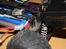 Off-Roader Stealth X09 Truggy Brushless