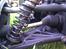 Buggy baja 5b flux