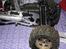 Off-Roader hpi SAVAGE X 4.6