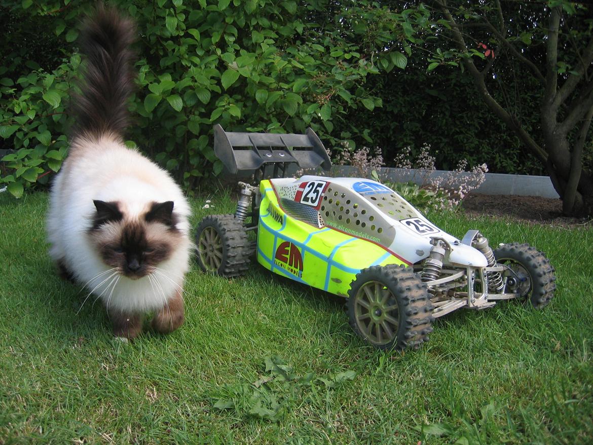 Buggy Elcon Cleon MMX billede 5