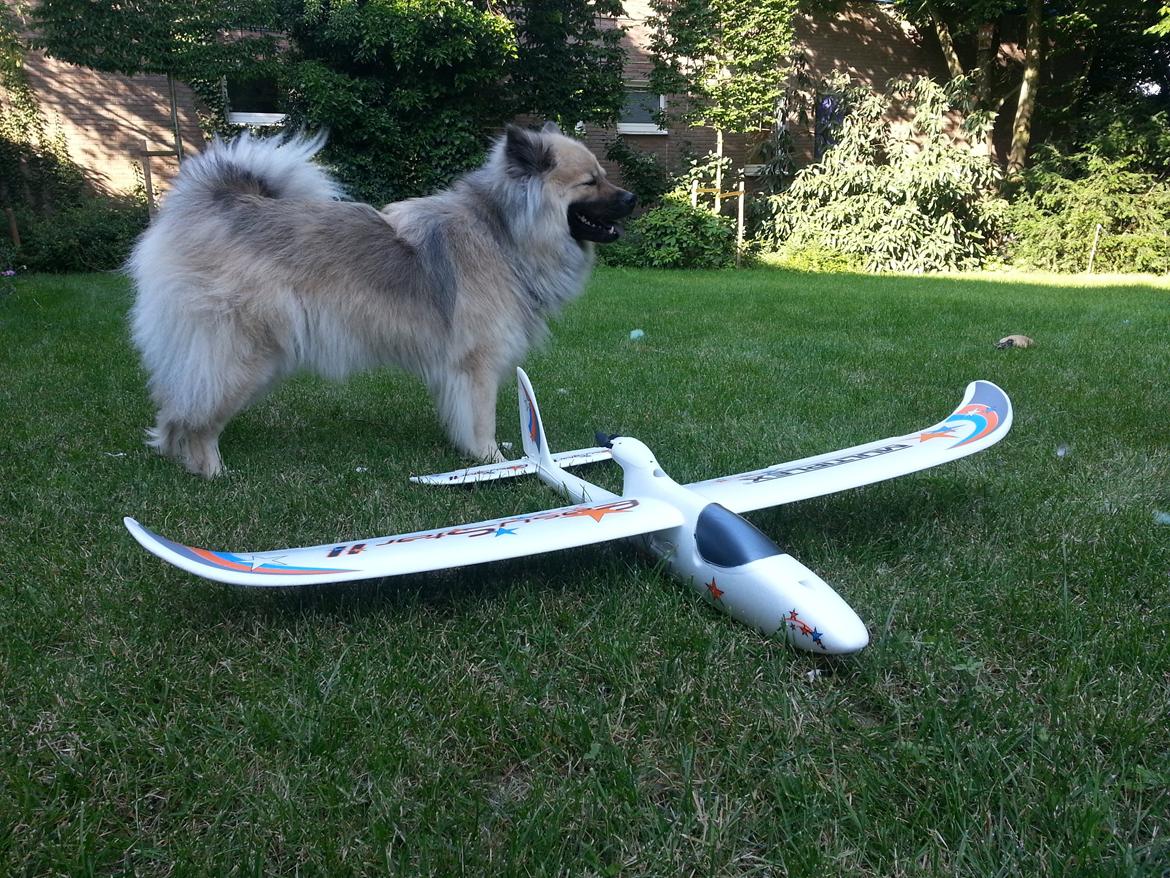 Fly Multiplex Easy-Star II - Min hund; Bine. billede 2