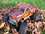 Bil Traxxas Stampede 4x4 VXL"SOLGT"