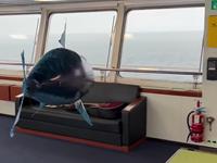 Hygger med fjernstyret haj