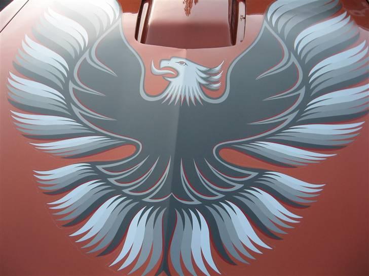 Amerikaner træf i næstved 23-05-09 billede 66