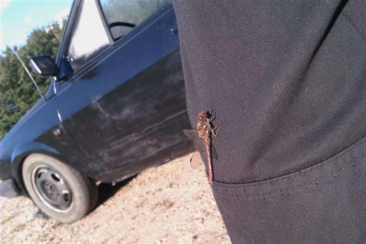 Polo hit Ratlook!!! billede 10