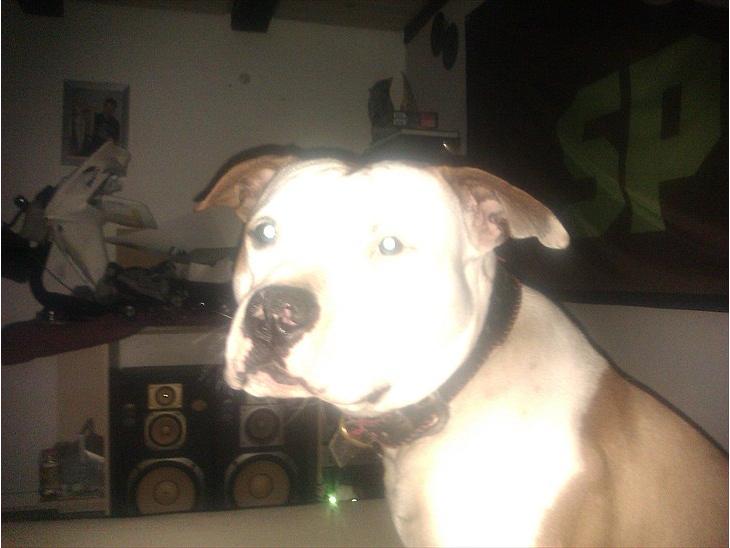 {{currentPhoto.altText}} billede {{currentPhoto.number}}