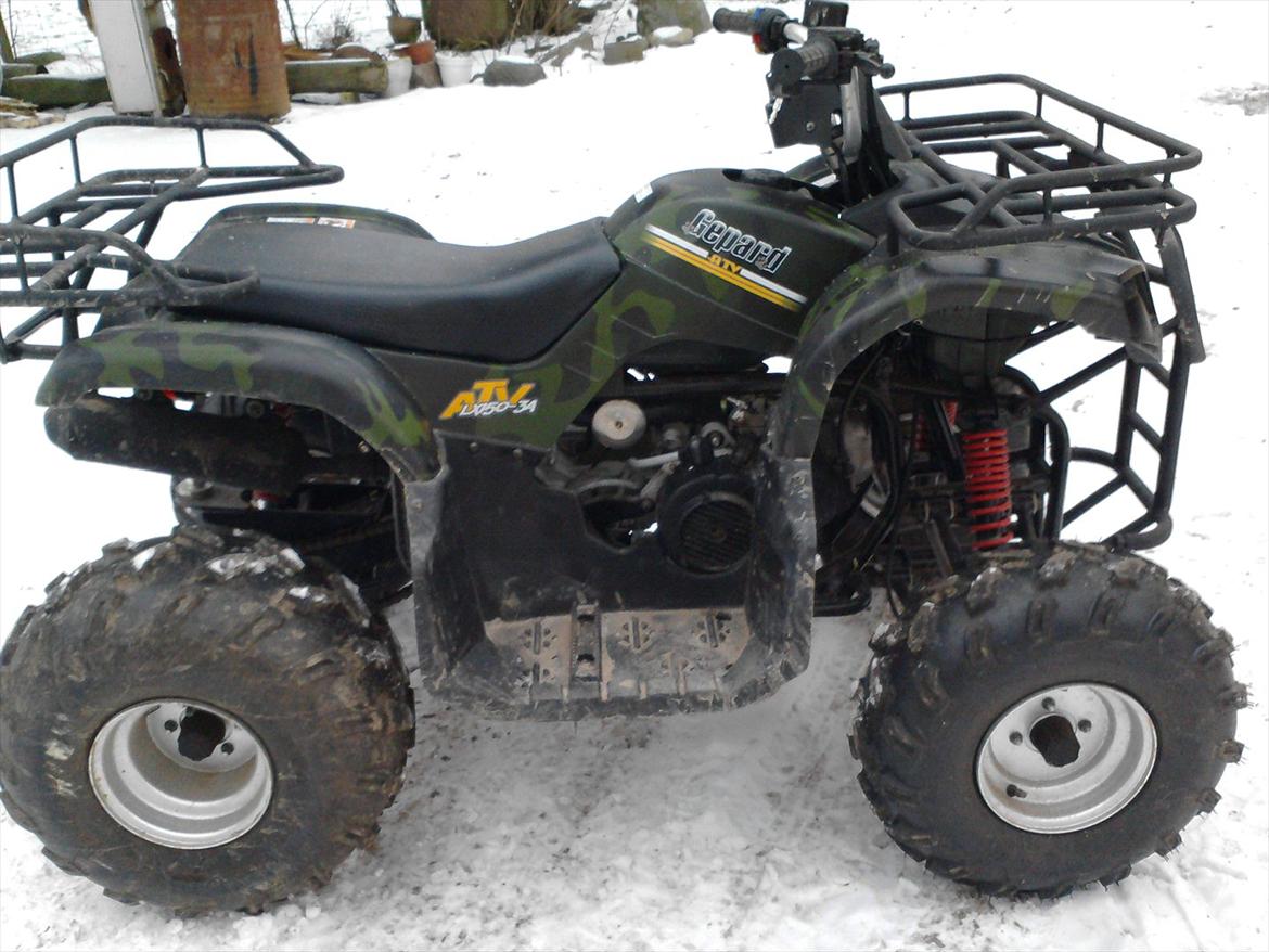 P.lindberg Gepard billede 5