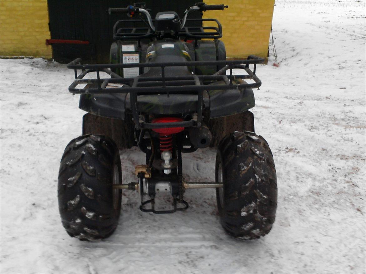 P.lindberg Gepard billede 7