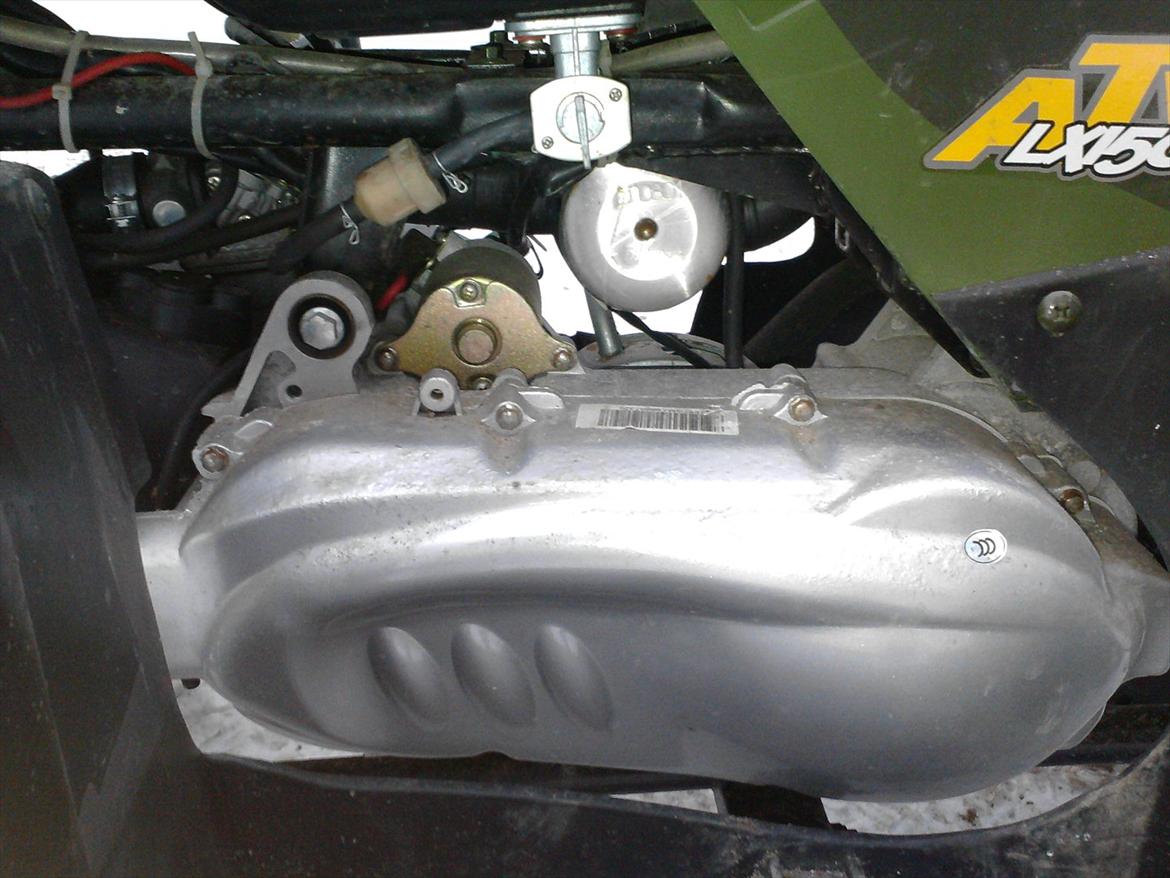 P.lindberg Gepard billede 8