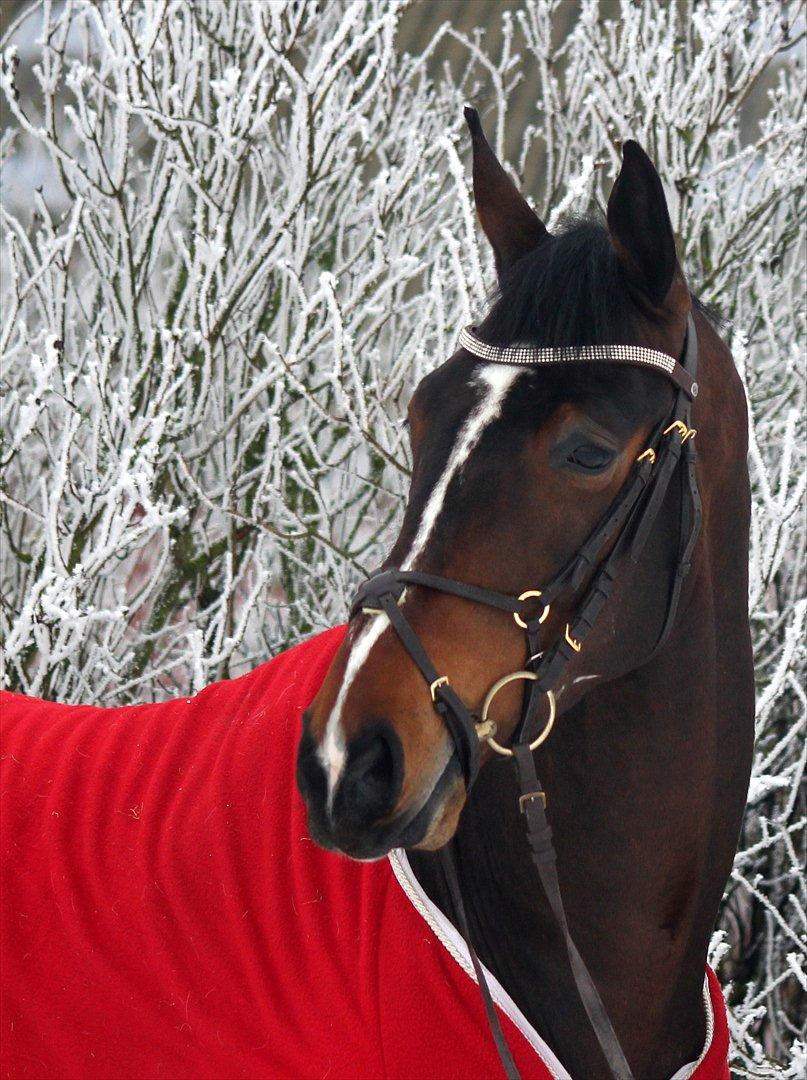 Min Kød-scooter billede 4