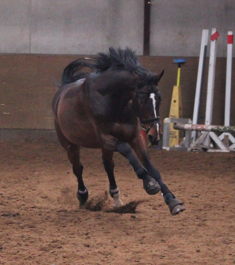 Min Kød-scooter billede 5