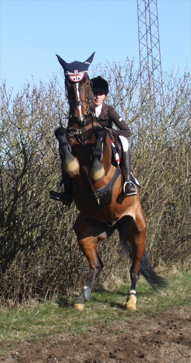 Min Kød-scooter billede 9