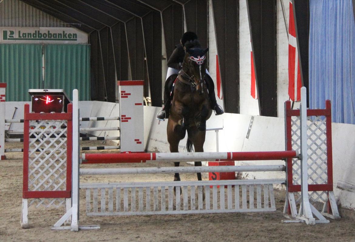 Min Kød-scooter billede 10